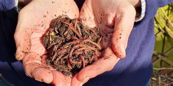 Can earthworms drown?