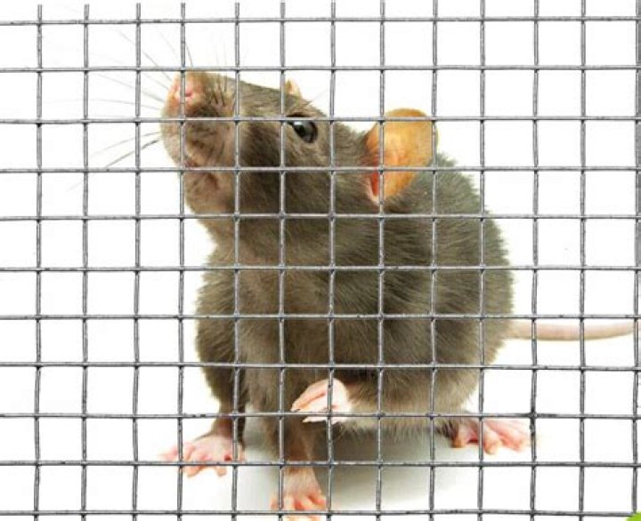 Can gophers chew through plastic mesh?