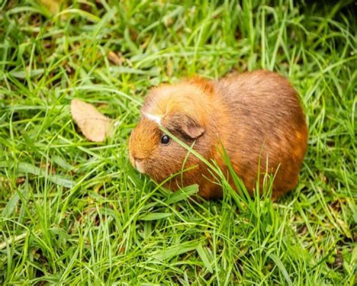 Can guinea pigs chew on pine cones?