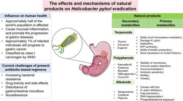 Can H. pylori go away with probiotics?