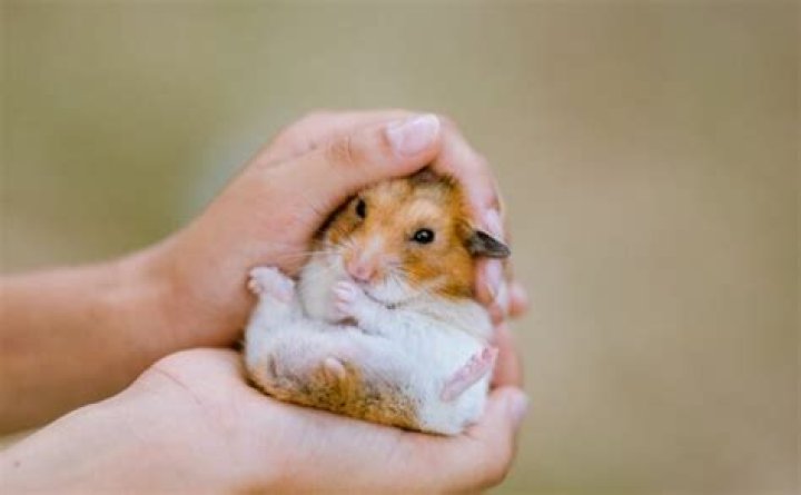 Can hamsters cry?