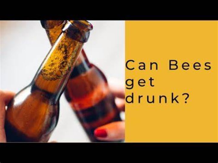 Can honey make you drunk?