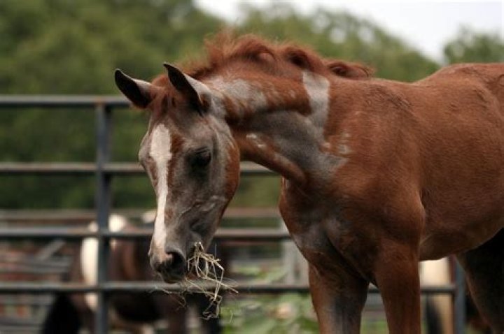 Can horses with Cushings eat grass?