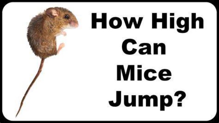 Can house mice jump?