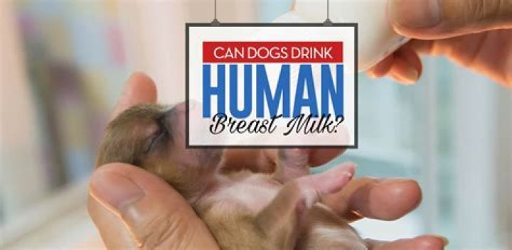 Can humans drink dog milk?