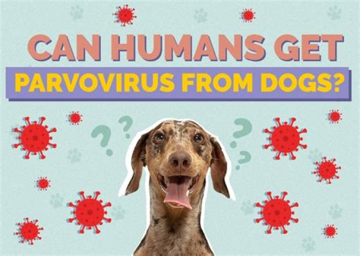 Can humans get joint ill?