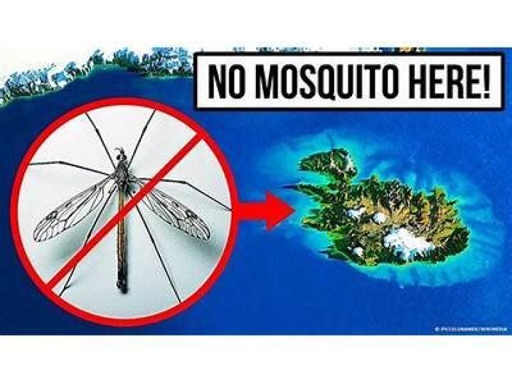 Can humans live without mosquitoes?