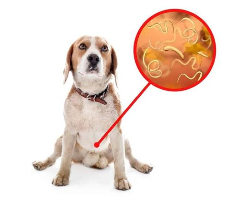 Can I be around a dog with worms?