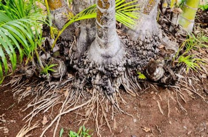 Can I bring my palm tree inside?