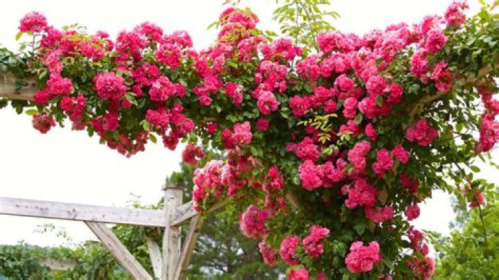 Can I cut my climbing rose to the ground?