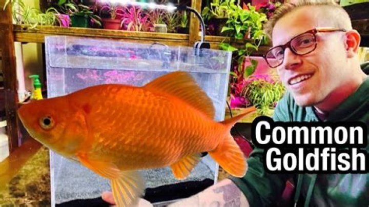 Can I eat my goldfish?