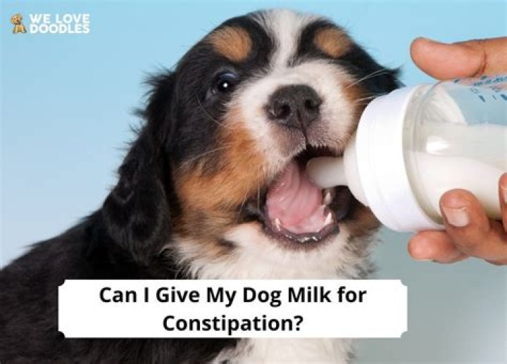 Can I give buttermilk to my dog?