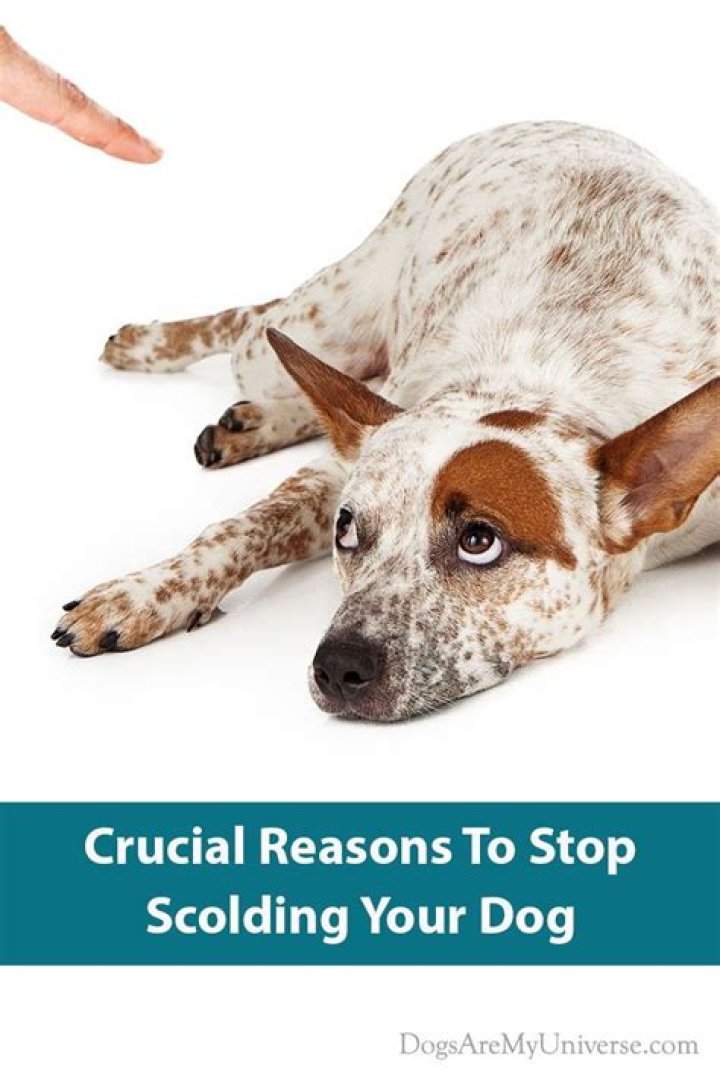 Can I give my dog Benadryl to calm him down?