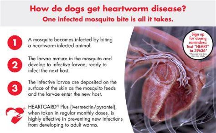 Can I give my dog heartworm medicine every other month?