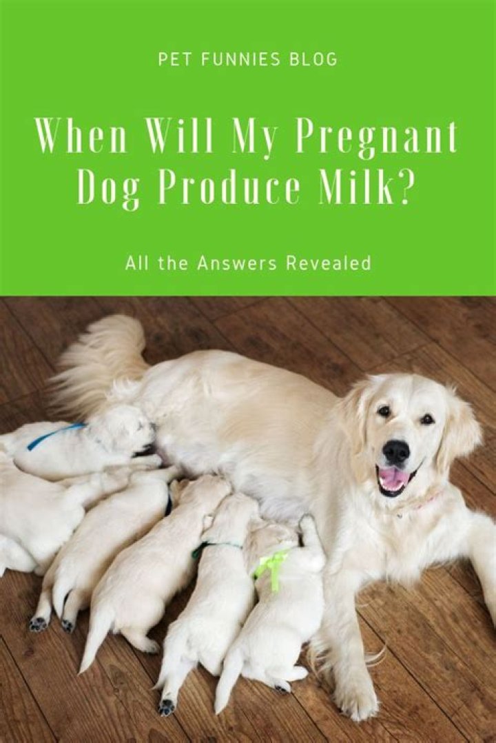 Can I give my pregnant dog milk?
