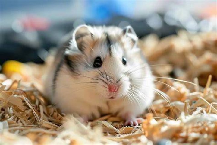 Can I have a hamster at uni?