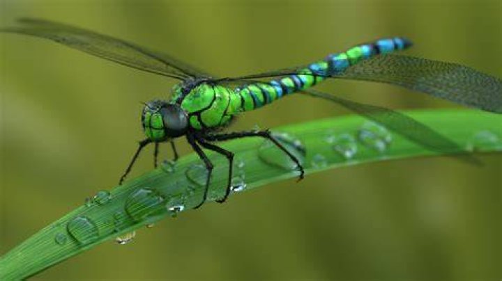 Can I keep a dragonfly as a pet?
