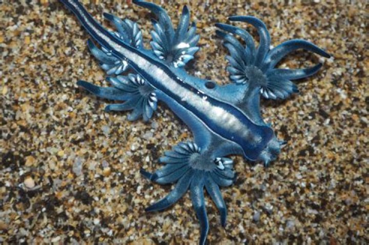 Can I keep a slug as a pet?