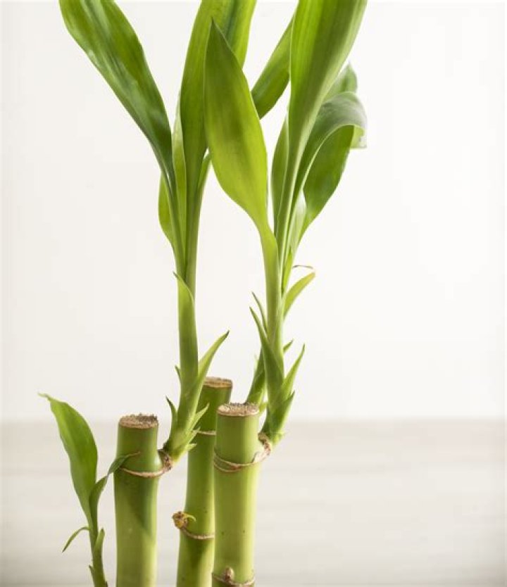 Can I keep lucky bamboo in bedroom?