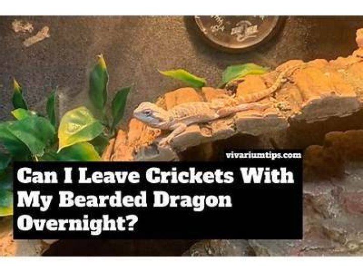 Can I leave crickets in with my bearded dragon?
