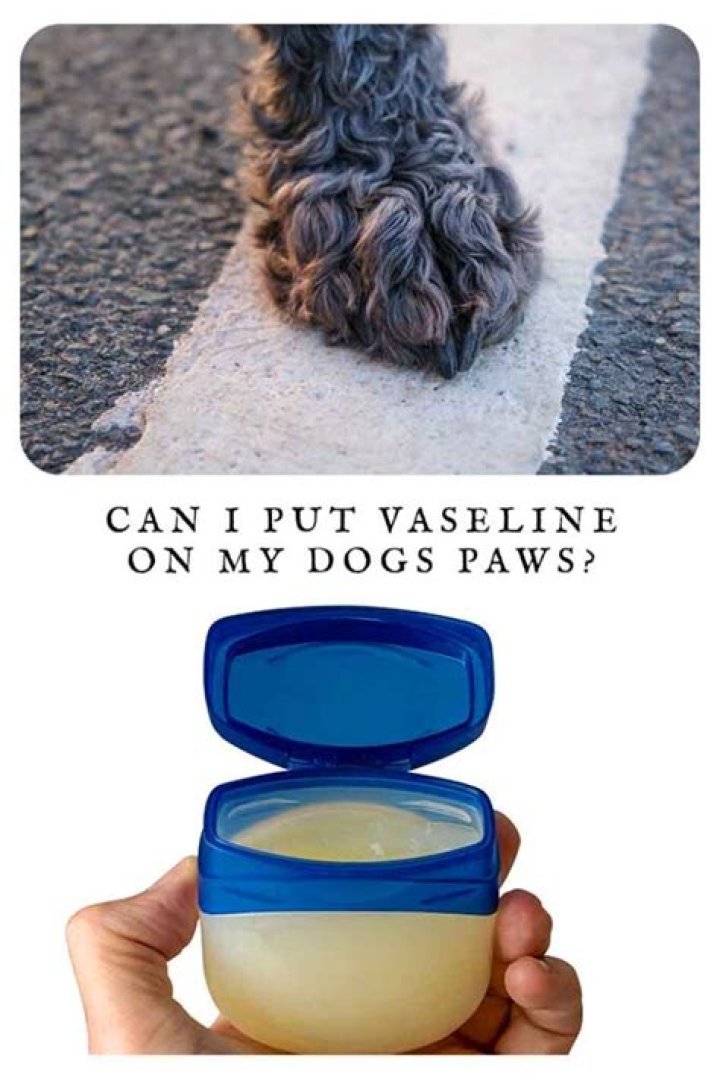 Can I put Vaseline on my dogs paws?