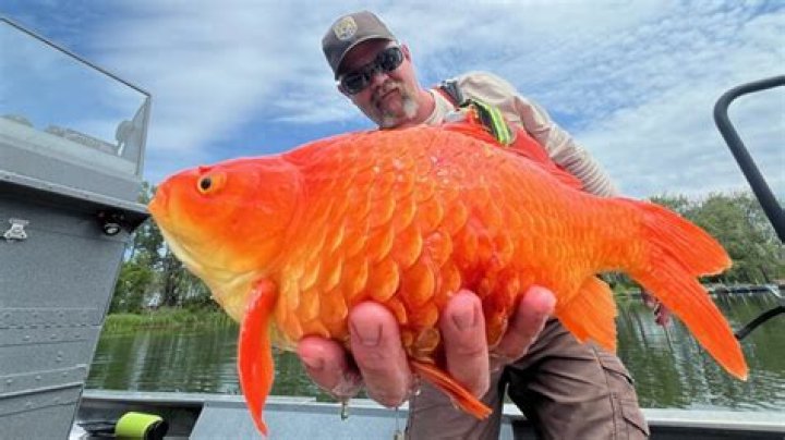 Can I release my goldfish into a lake?