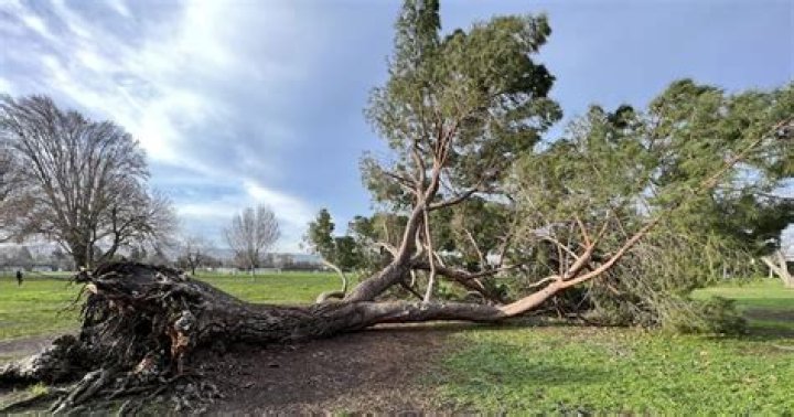 Can I save a fallen tree?