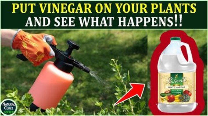 Can I spray vinegar on my plants?