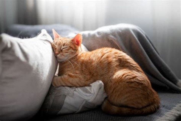 Can I throw my cat on the bed?