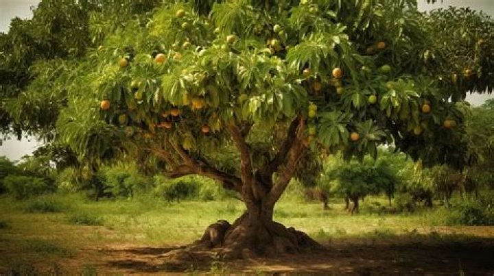 Can I touch a mango tree?