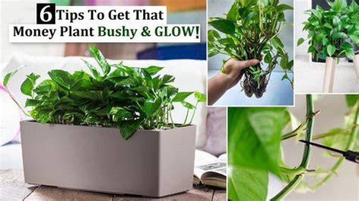 Can money plant be kept in balcony?
