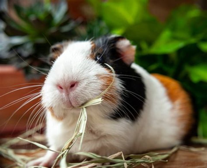 Can my guinea pig eat chips?