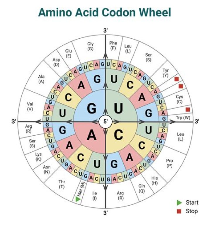 Can occur be coded in 01 level?