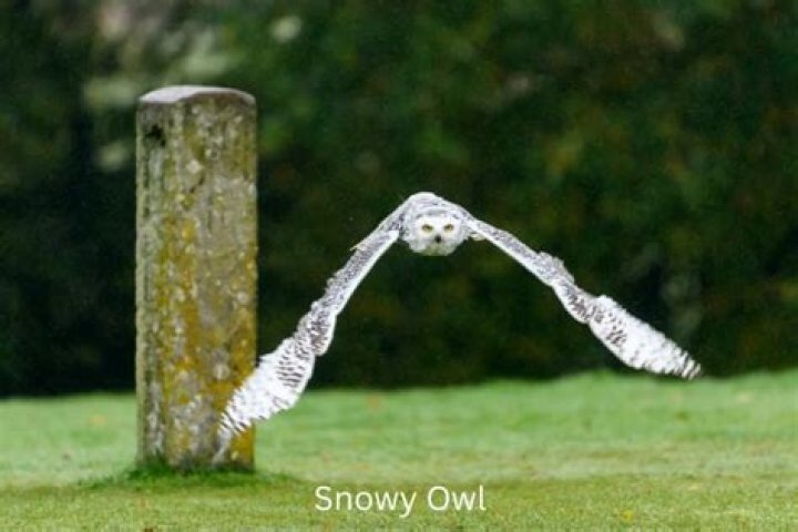 Can owls fly?