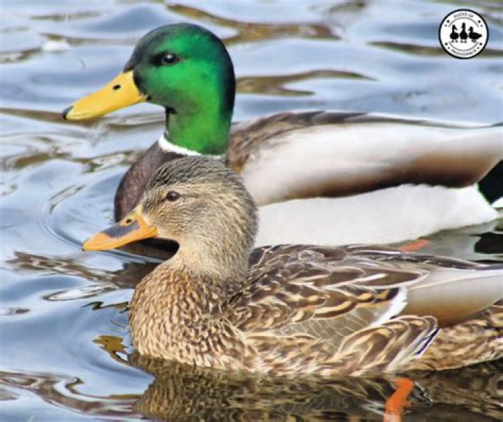 Can pet ducks make you sick?