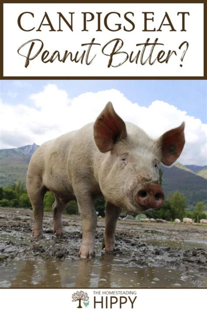 Can pigs eat peanut butter?