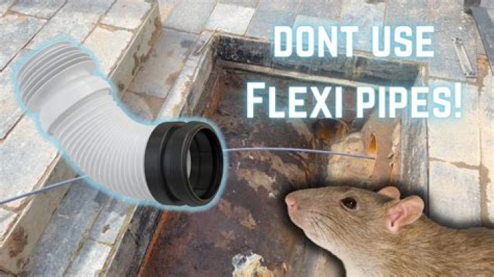 Can rats climb plastic drain pipes?