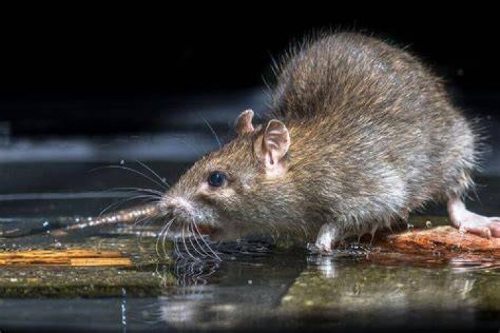 Can rats climb trees?
