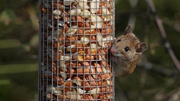 Can rats climb up a bird table?