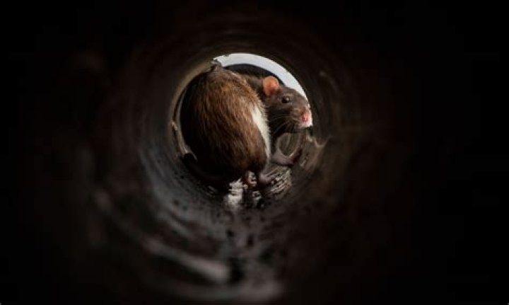 Can rats climb up drain pipes?