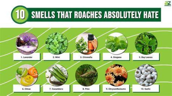 Can roaches smell?