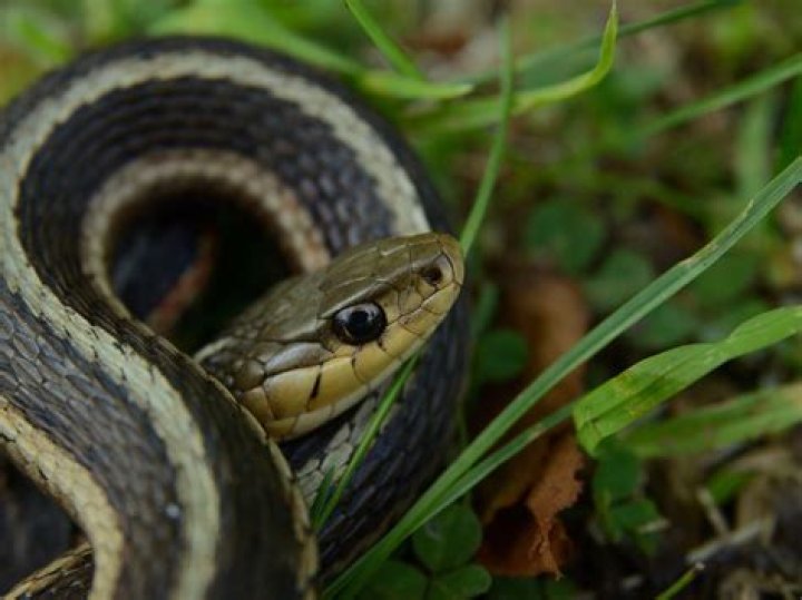 Can snakes recognize themselves?
