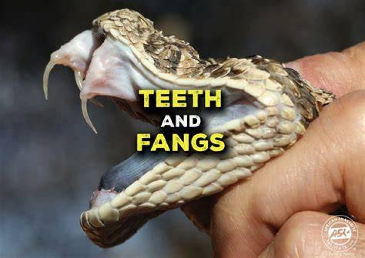 Can snakes regrow fangs?