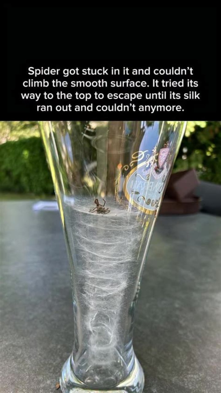 Can spiders climb on glass?