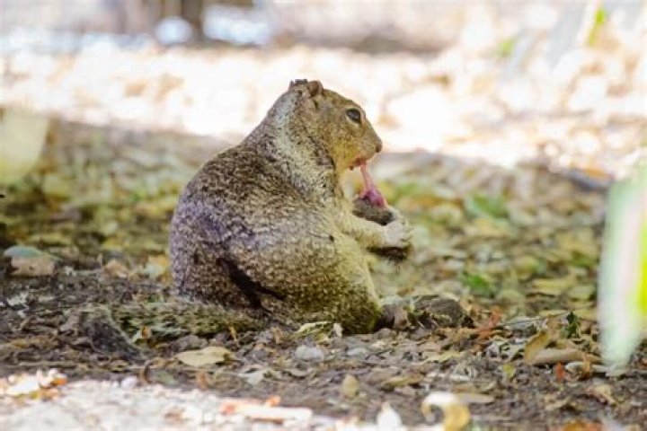 Can squirrels become attached to humans?