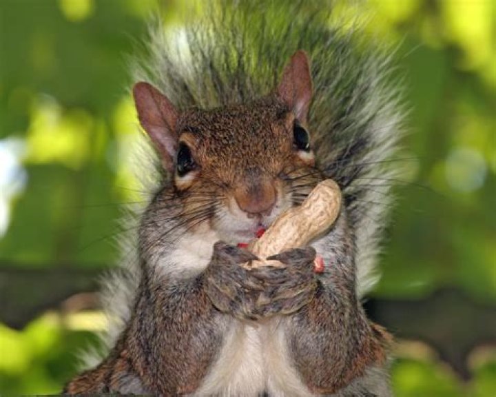 Can squirrels eat all nuts?