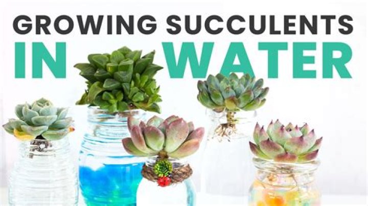 Can succulents grow in just water?