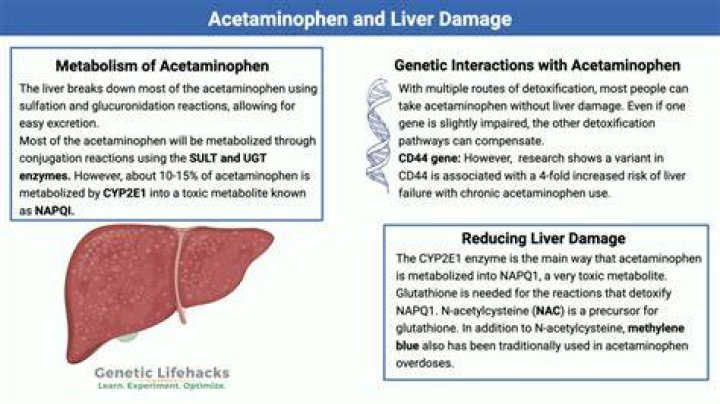 Can the liver heal itself from acetaminophen damage?
