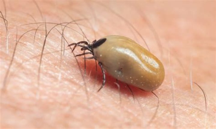 Can ticks survive the dryer?