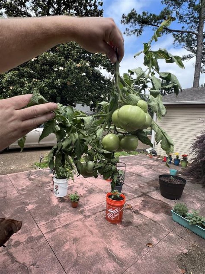 Can tomatoes lower PSA?